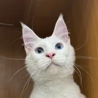 来了姊妹-纯白双蓝眼缅因猫-弟弟-10