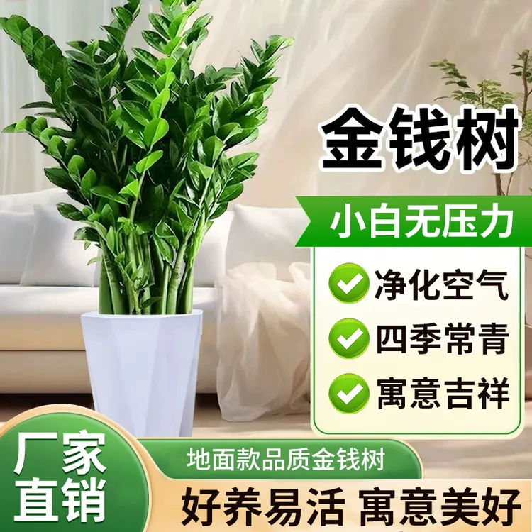 金钱树盆栽室内四季好养绿植客厅办公室落地摆放ins风网红同款
