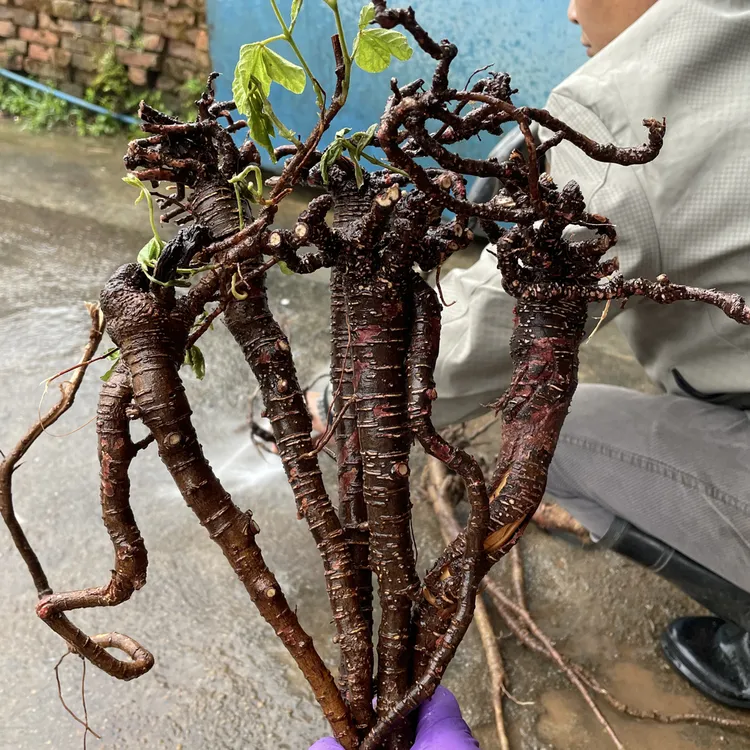 【千斤拔】新鲜小叶红皮千斤拔现挖一根茎山货农产品生鲜整条