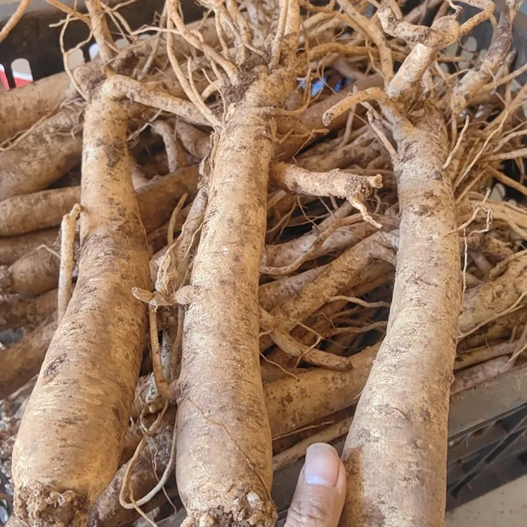 云南产地直发高山党参大条