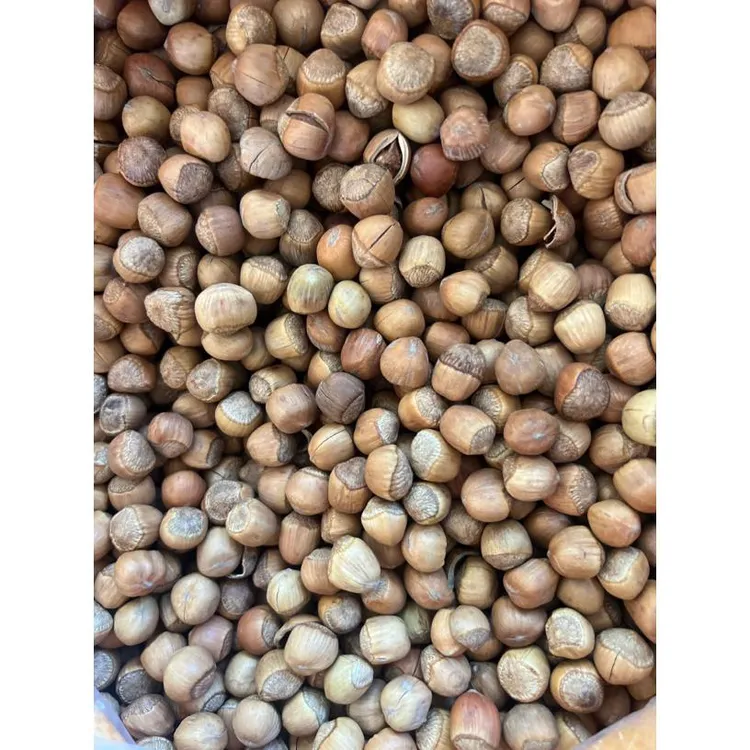 围场野生榛子 中小个