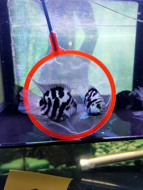 缩尾桃心宝蓝成鱼一条