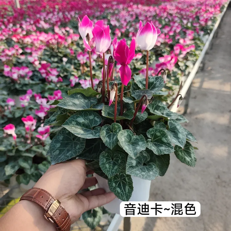 大花仙客来 15cm盆 花期长 带花带花苞 室内室外阳台散射光好养