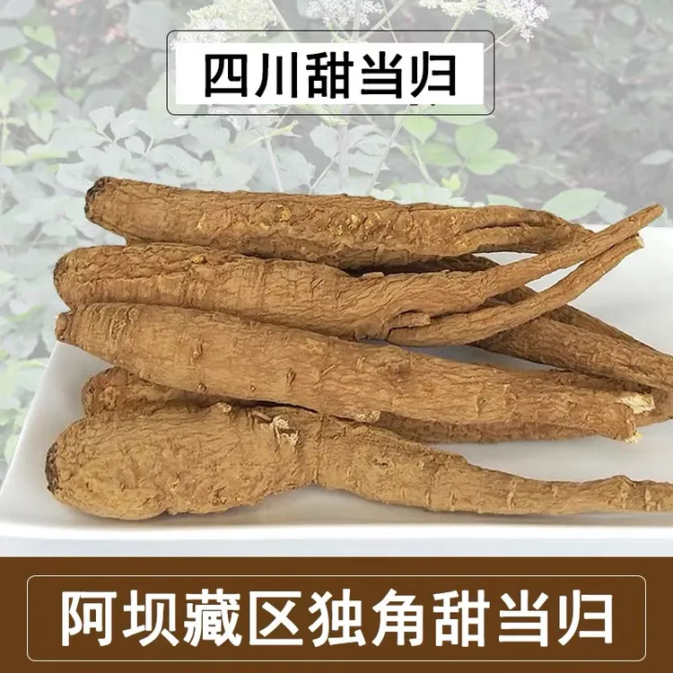 【免费试吃5根】精选藏当归炖汤炖鸡煮水煮鸡蛋炖猪蹄炖排骨佳品