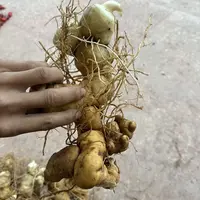 秦岭深山鲜黄精现挖现发