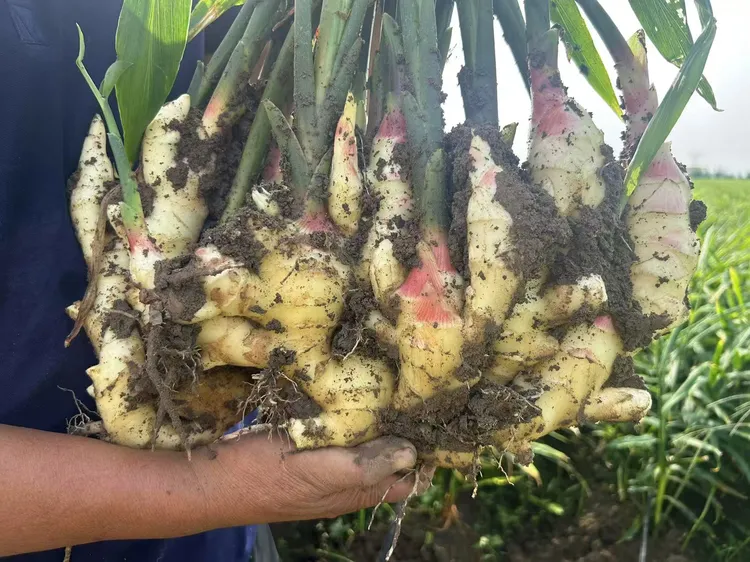 新鲜现挖山东大黄姜嫩姜时令蔬菜