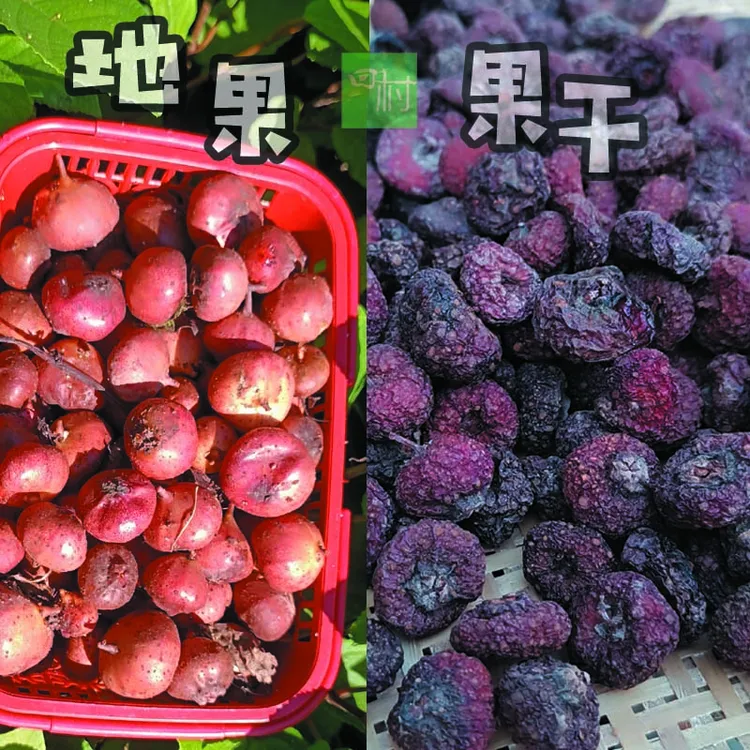 重庆地果果干野地瓜干地石榴果果干自然晾晒地枇杷果干风味浓郁