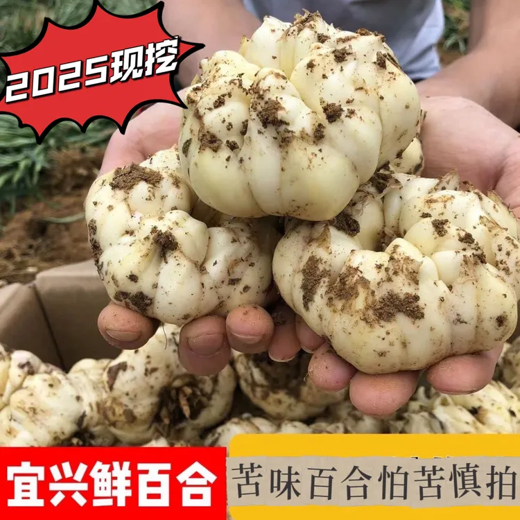 【微苦】2025新鲜现挖宜兴新鲜食用百合农家食用大百合微苦