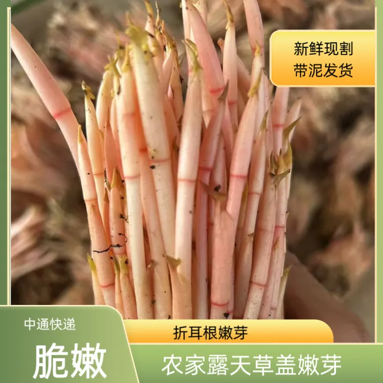 【中通】四川折耳根嫩芽鱼腥草嫩芽凉拌折耳根清脆爽口