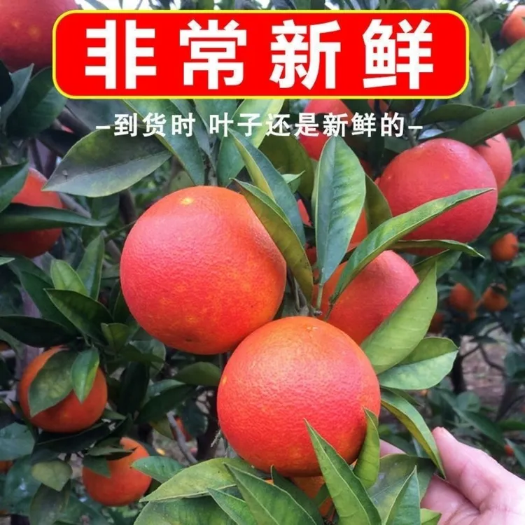 正宗四川资中3号血橙塔罗科血橙玫瑰橙新鲜水果红肉柑橘大果整箱