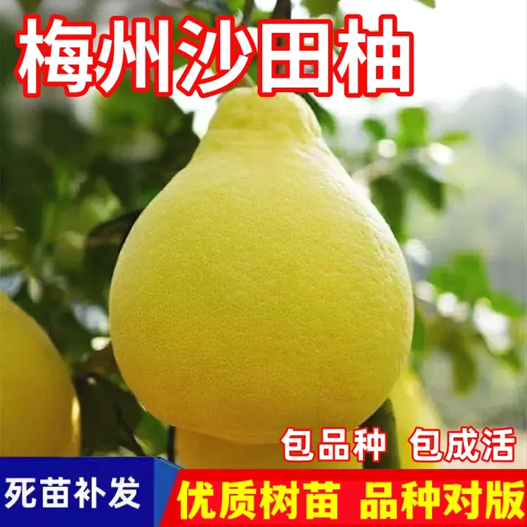 梅州沙田柚树苗南北方庭院盆栽嫁接白心甜柚子树苗特大果当年结果