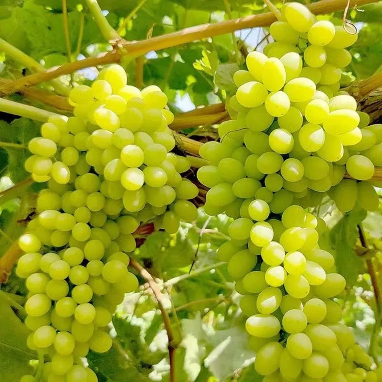【顺丰快递】新疆吐鲁番无核白葡萄4.5斤/250g新鲜水果 多仓发货