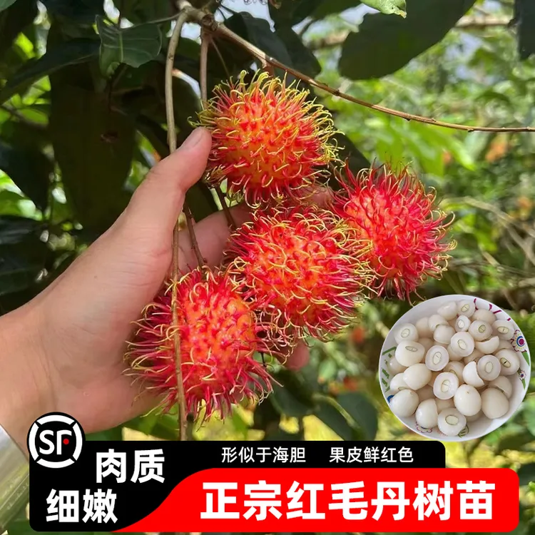 广西红毛丹树苗盆栽嫁接苗毛荔枝树苗水果树苗南北方种植当年结果