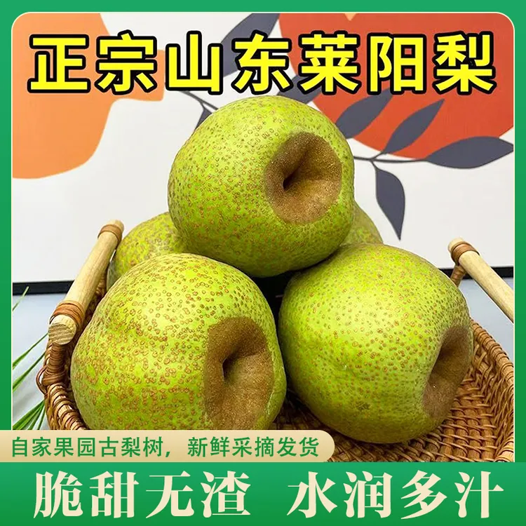 正宗山东莱阳梨慈梨贡梨新鲜采摘清香脆甜多汁产地直发4.5斤起