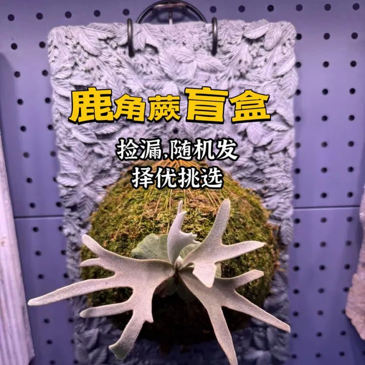鹿角蕨盲盒 （掉标签苗） 来体验拆盲盒的乐趣