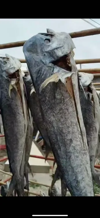 汕尾本港船钓厚刀鱼咸鱼干下饭下粥美味海鱼干货