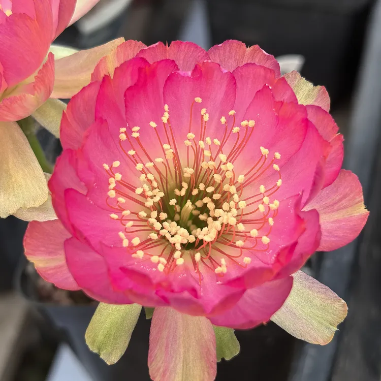 #38丽花仙人球好养勤花开花机器仙人掌荷花型阳台绿植盆栽