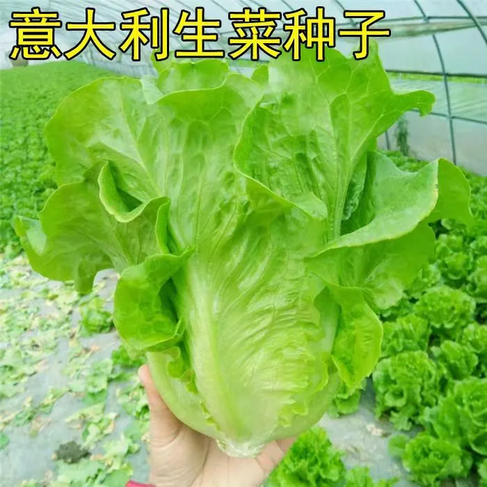 春季种植意大利奶油生菜爽脆高产不发苦阳台庭院种植孔雀菜种子
