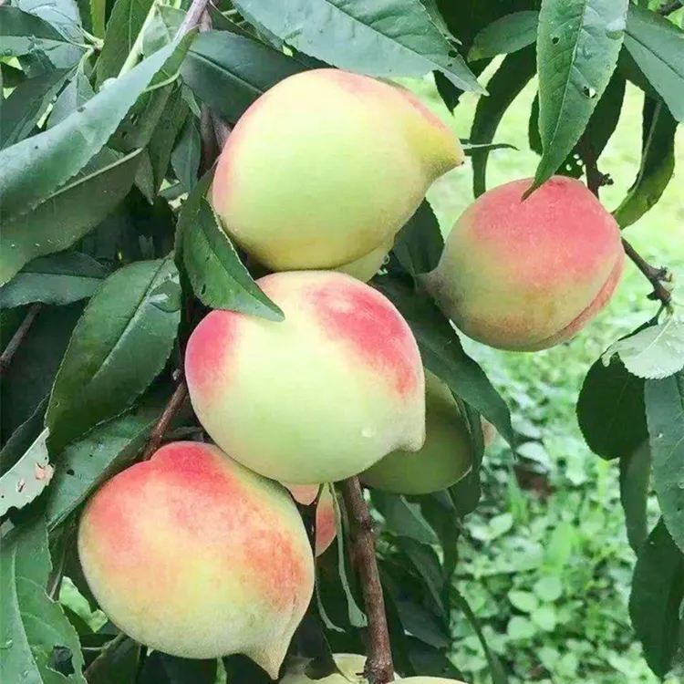 鹰嘴桃树果苗嫁接脆甜桃树苗南北方易种植盆栽地栽桃树果苗鹰嘴苗