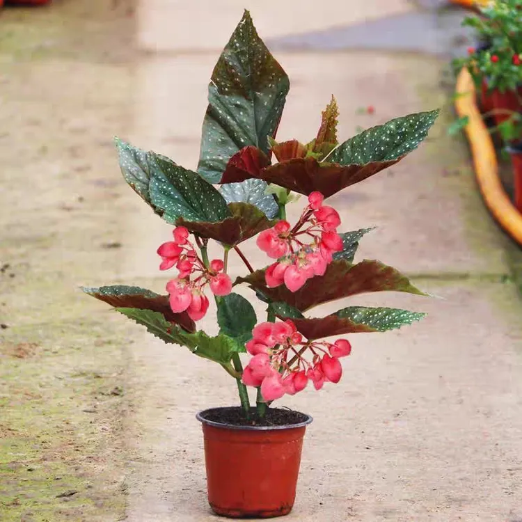 四季开花竹节海棠盆栽室内阳台观花观叶易养植物