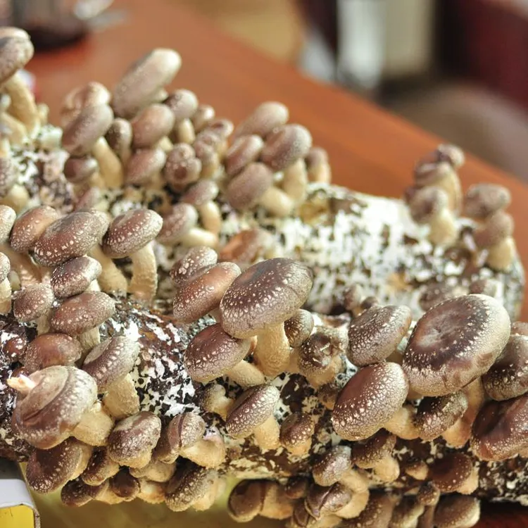 香菇冬菇花菇蘑菇种植包菌包菌棒家庭室内阳台食用菌多肉盆栽趣味