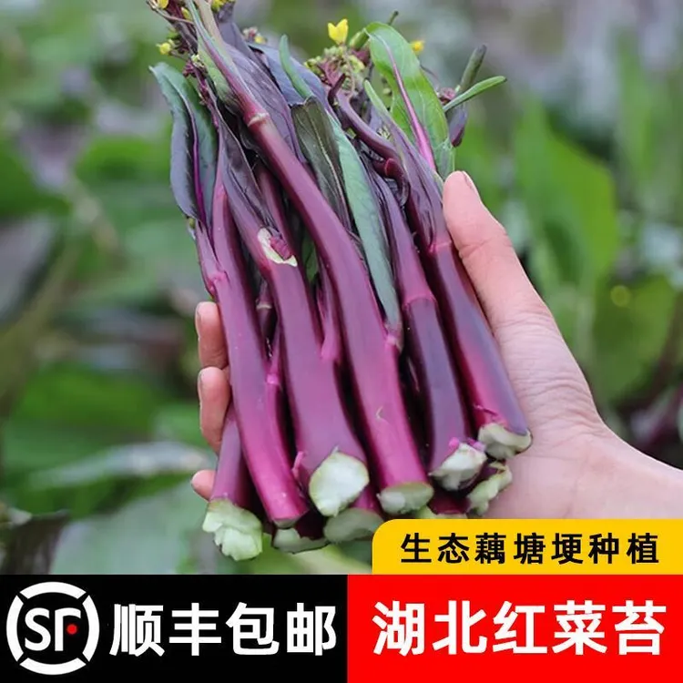 余胖子红菜苔新鲜洪山菜苔湖北农家特产紫菜薹武汉菜心蔬菜紫菜苔
