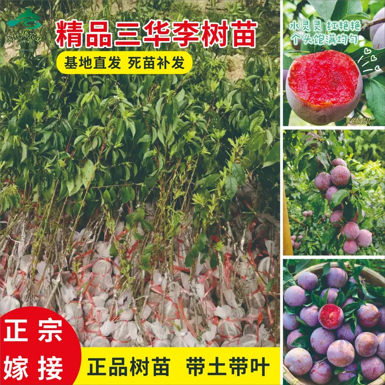 钱排银妃三华李子树苗红心两年嫁接果苗适合南北方种植可投资种植