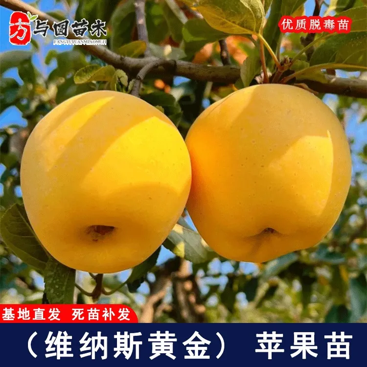嫁接维纳斯黄金苹果树树苗无果锈晚熟富士黄肉苹果苗果树果苗