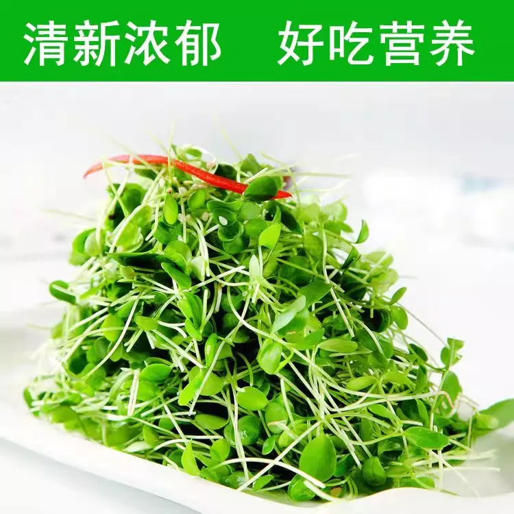 时令蔬菜水培新鲜香椿苗菜新鲜酒店摆盘点缀嫩芽芽苗菜香椿芽苗菜