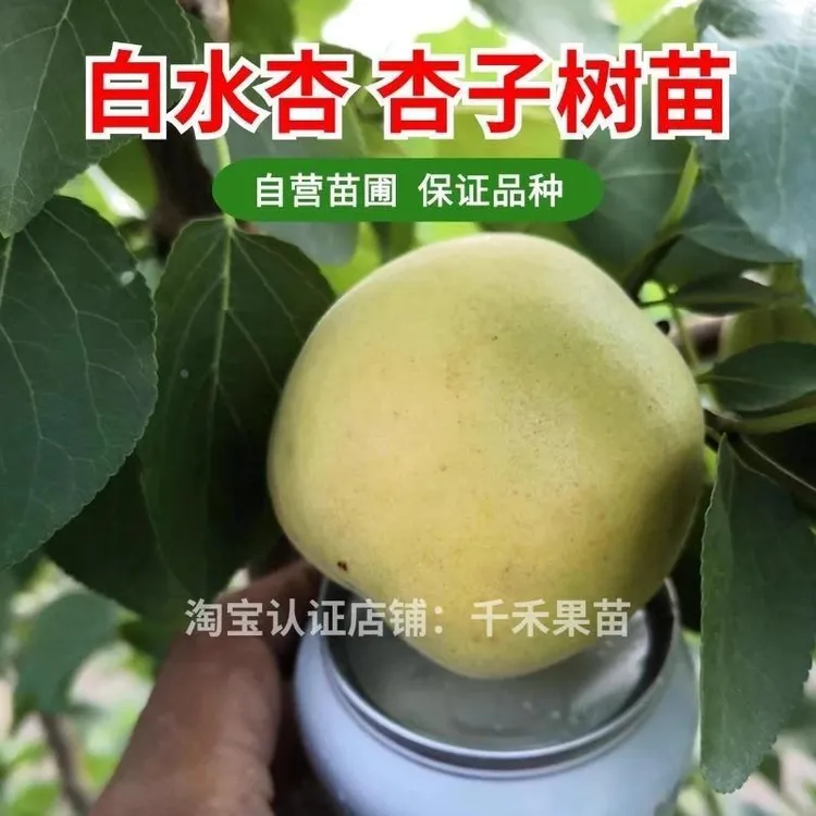 白水杏子树苗香白杏金太阳杏子苗嫁接甜杏苗特大果南北方种植地栽