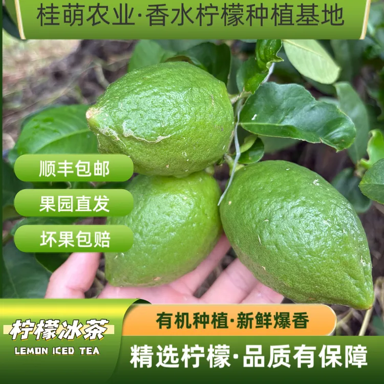 正宗广东香水柠檬新鲜青柠檬商用特级一级果应当季水果奶茶店专用