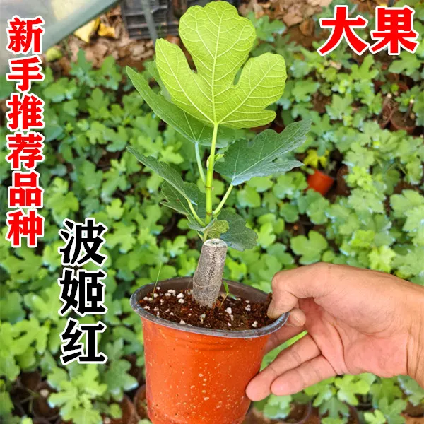 （带叶带土）波姬红无花果树苗盆栽特大无花果苗南方北方无花果种苗