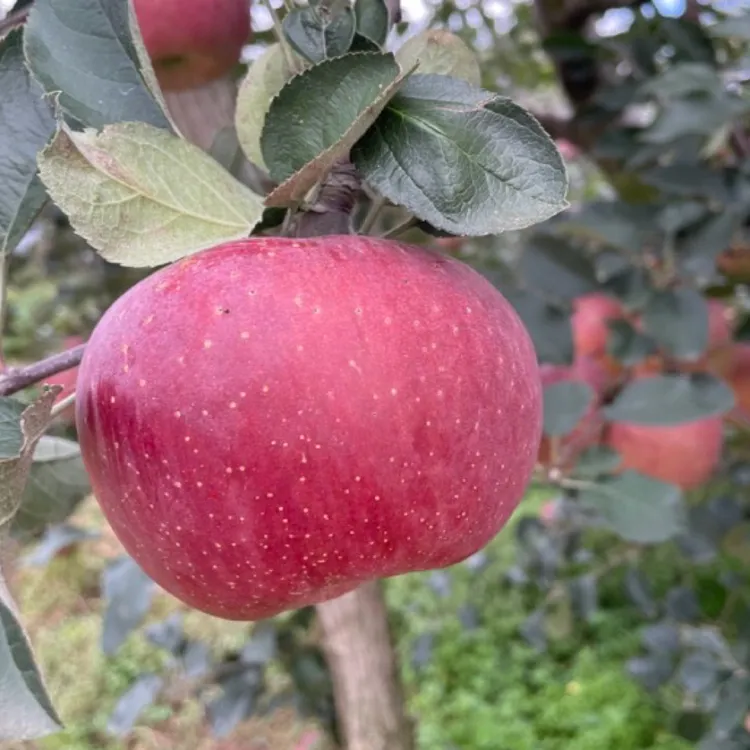 昭通早熟富士丑苹果，新鲜采摘，脆甜多汁，产地直发！