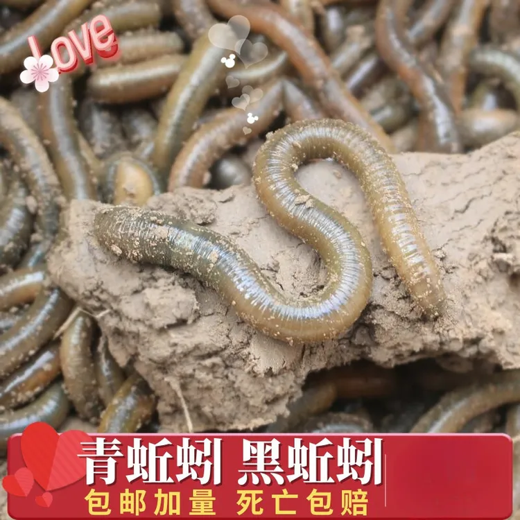 鲜活黑蚯蚓钓黄鳝青蚯蚓特大臭蚯蚓地龙活体蚯蚓野钓钓鱼鱼饵活铒