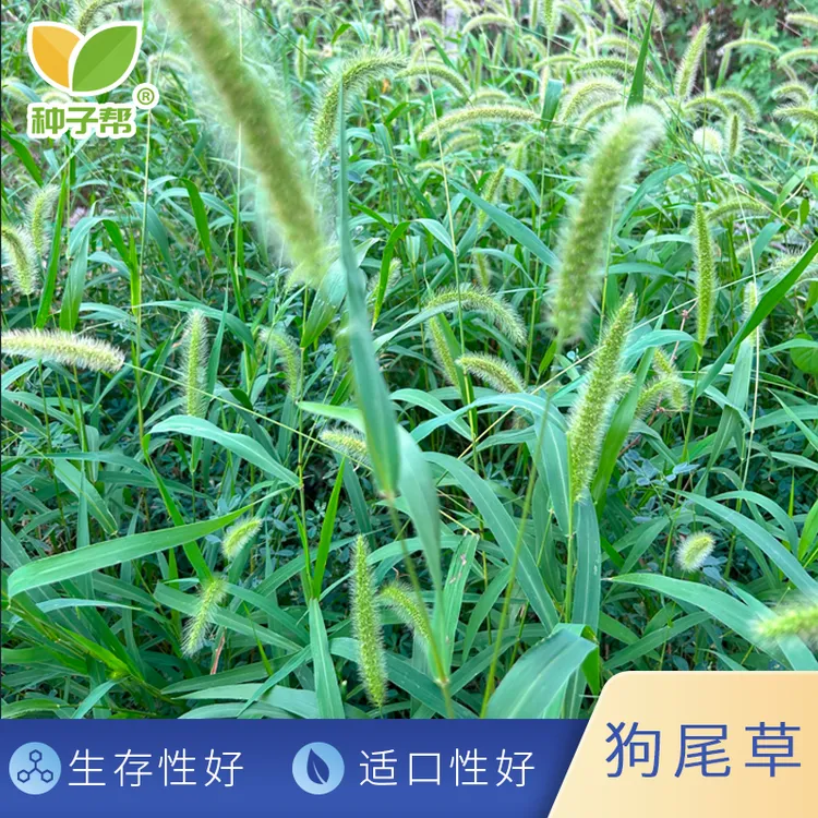 狗尾巴草种子耐旱耐热荒坡放牧牛羊喜食堤坝坡地保持水土护坡草籽