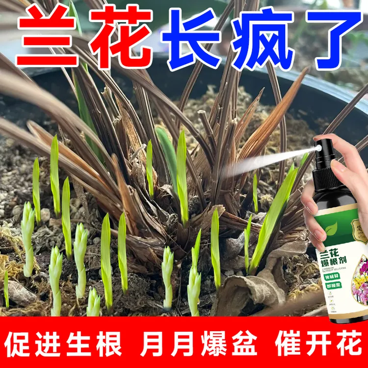兰花爆根剂营养液促进生长开花生根发芽防治黄叶枯叶有机液体肥料