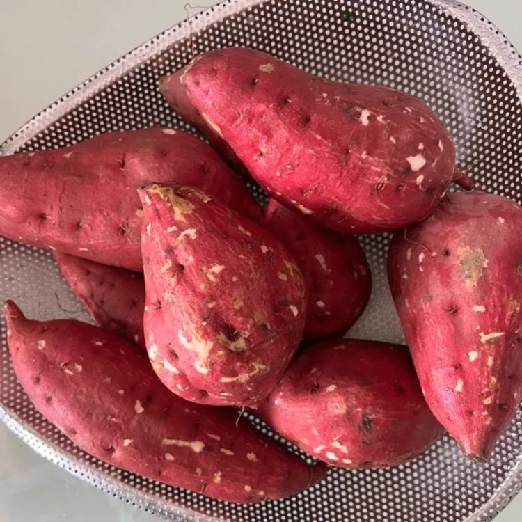 （板栗红薯）湖南湘西农家沙地自种现发沙地本地板栗红薯香甜软粉面