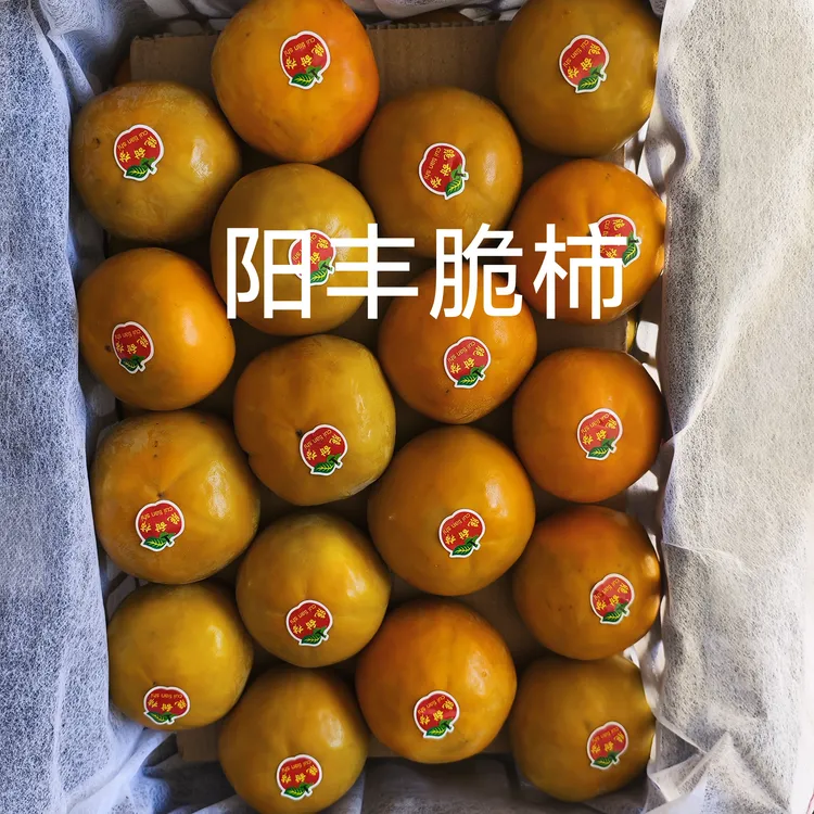 临猗黄士高坡新鲜巧克力阳丰甜脆柿现摘现发脆甜多汁基地直发
