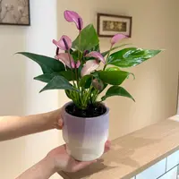 齐祖紫掌红掌竹芋盆栽盆景室内客厅办公室桌面花卉绿植好养活竹芋