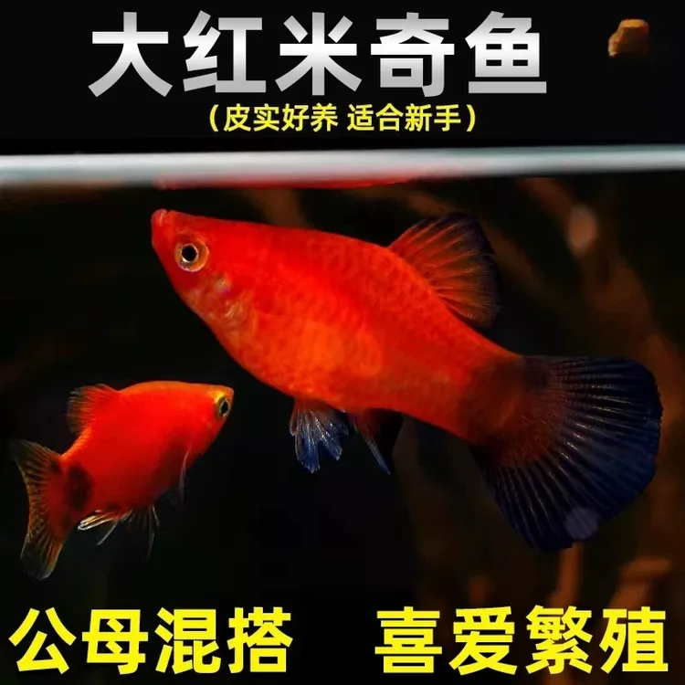 米奇小型皮球胎生可繁殖小鱼热带观赏鱼苗热带鱼玛丽球鱼好养耐活