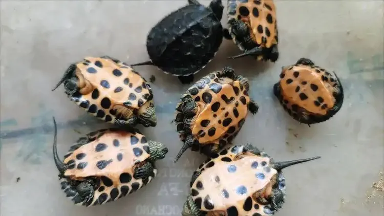 李老板家红底黑劲杂花龟，超漂亮