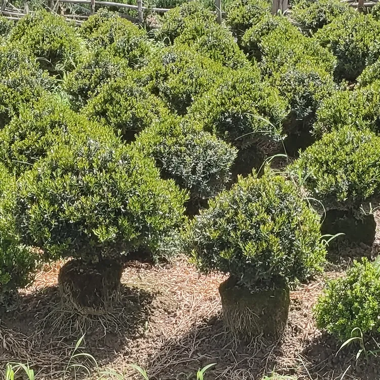 小叶软枝条蘑菇头黄杨