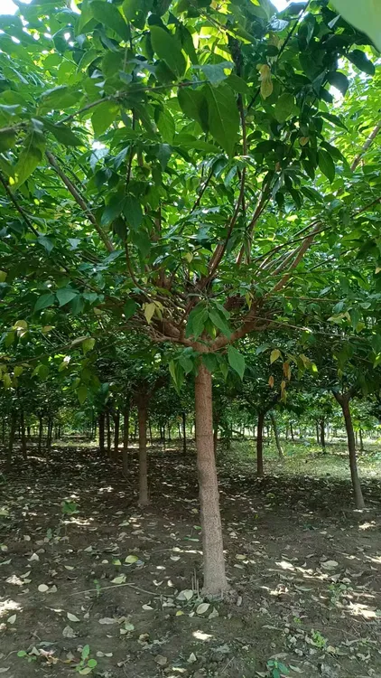 腊梅树   庭院 阳台 适用绿植盆栽