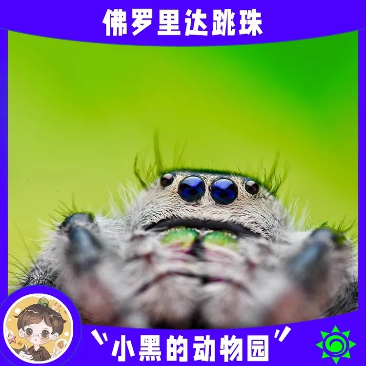 【佛罗里达跳蛛活体】迷你蜘蛛桌面宠物好养卢卡斯寝室宠物男孩