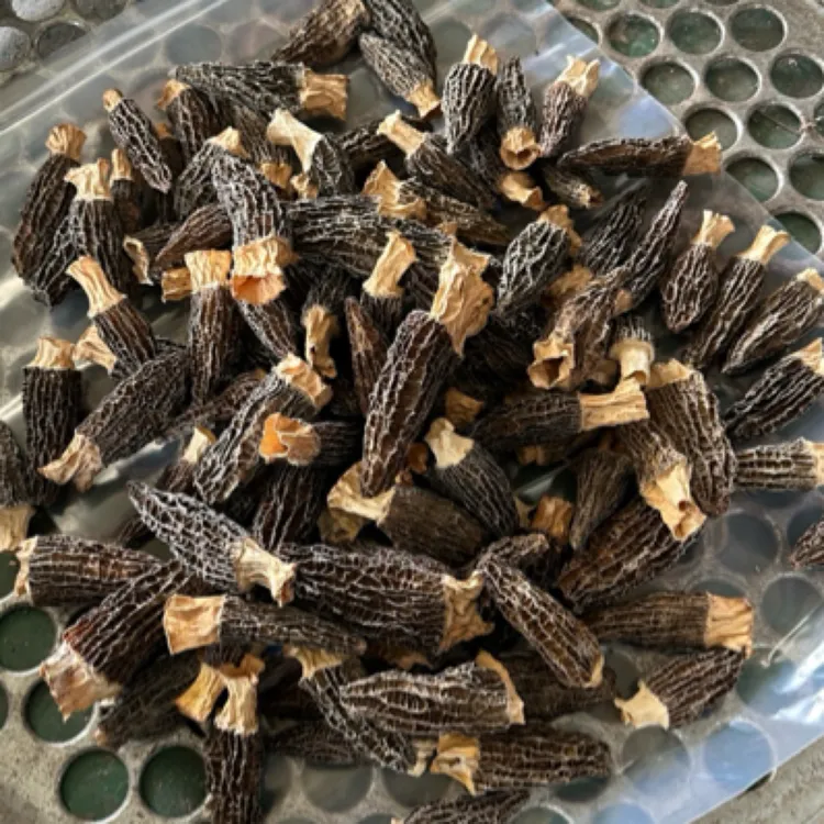 ［女支书欧阳姐姐］竹溪农家种植羊肚菌干货煲汤美味香鲜食用菌