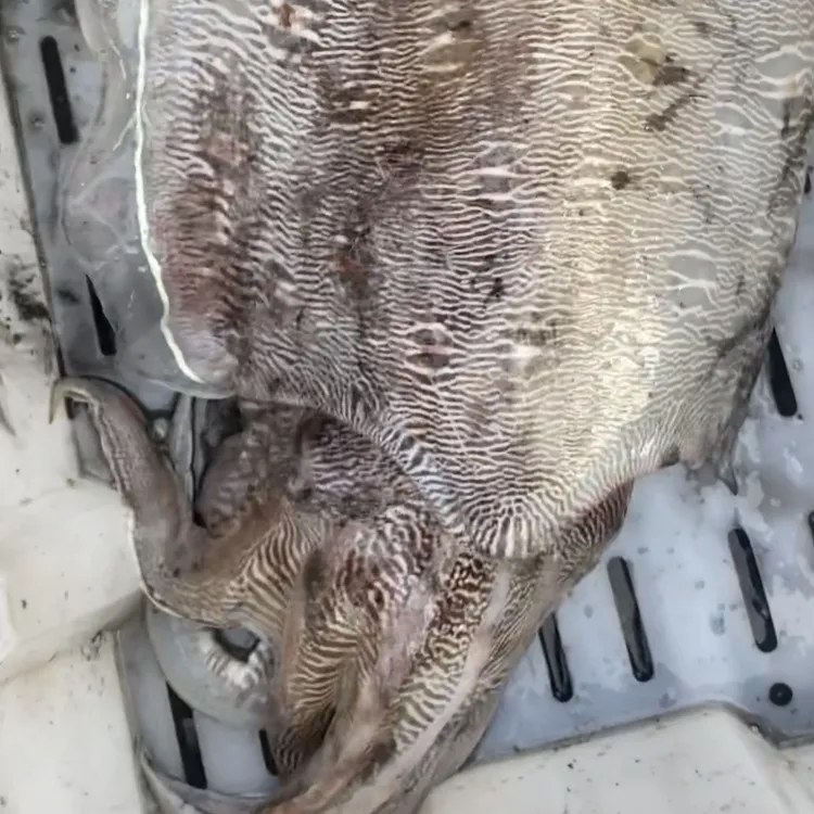 【墨鱼】北海北部湾天然海鲜，墨鱼 