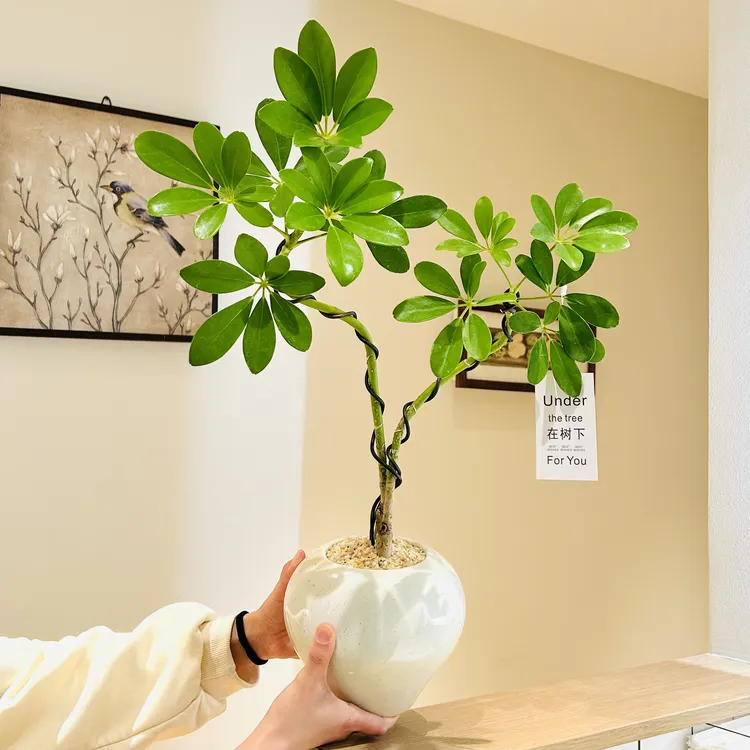 好事成双老桩造型鸭脚木盆栽盆景室内客厅办公室桌面观叶花卉绿植