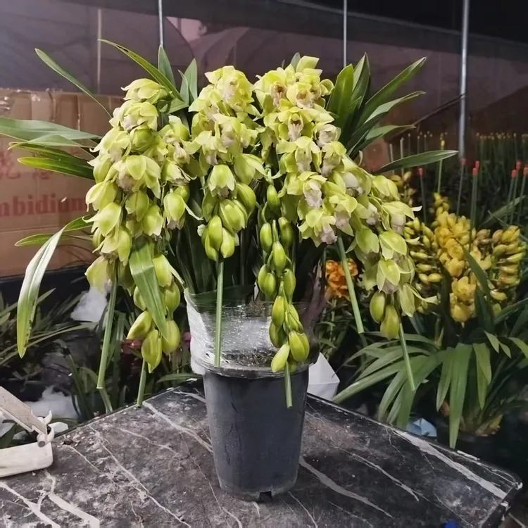 鲜花高端精品《钢琴家》大花蕙兰室内花卉绿植兰花年宵花好养花兰花