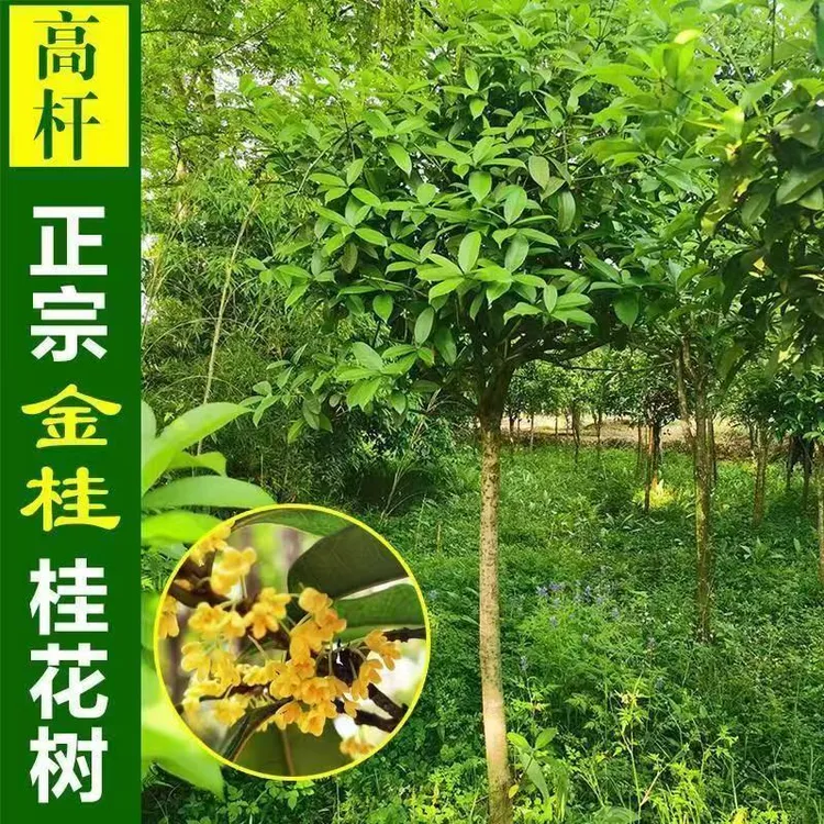 原生桂花树一物一拍耐寒耐旱庭院必备
