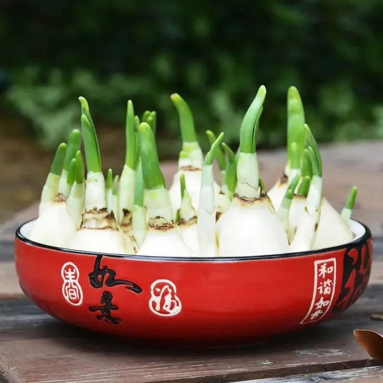 好养漳州水仙花种球种子水养四季开花室内外客厅冬季水培植物绿植商品图